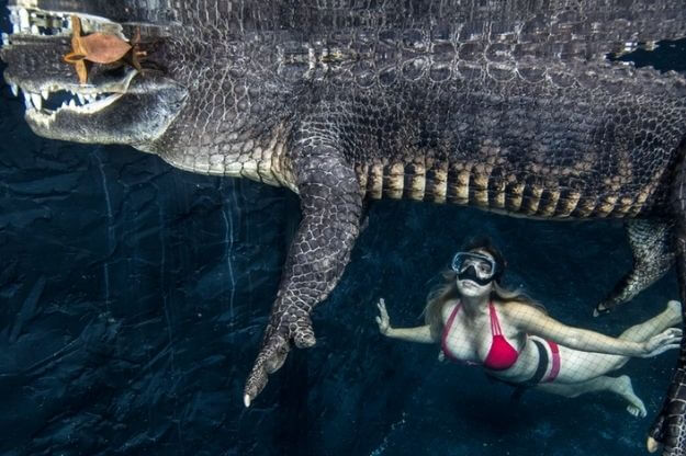 Swim with an Alligator in Homestead, FL • Authentic Florida