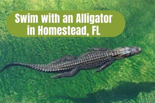 Swim with an Alligator in Homestead, FL • Authentic Florida