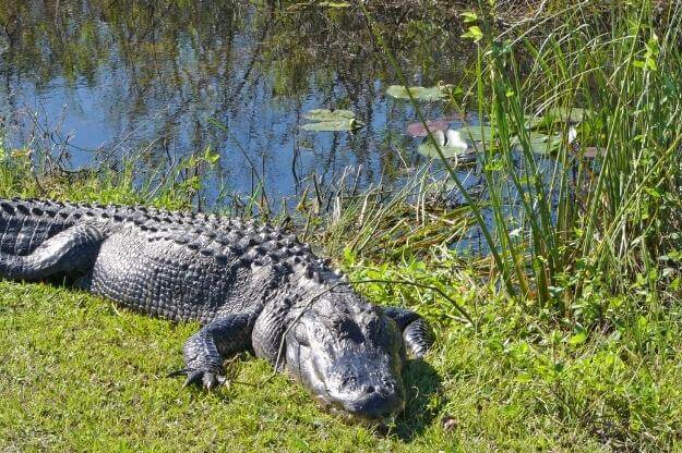 A wildlife odyssey through Florida's Everglades and Key West