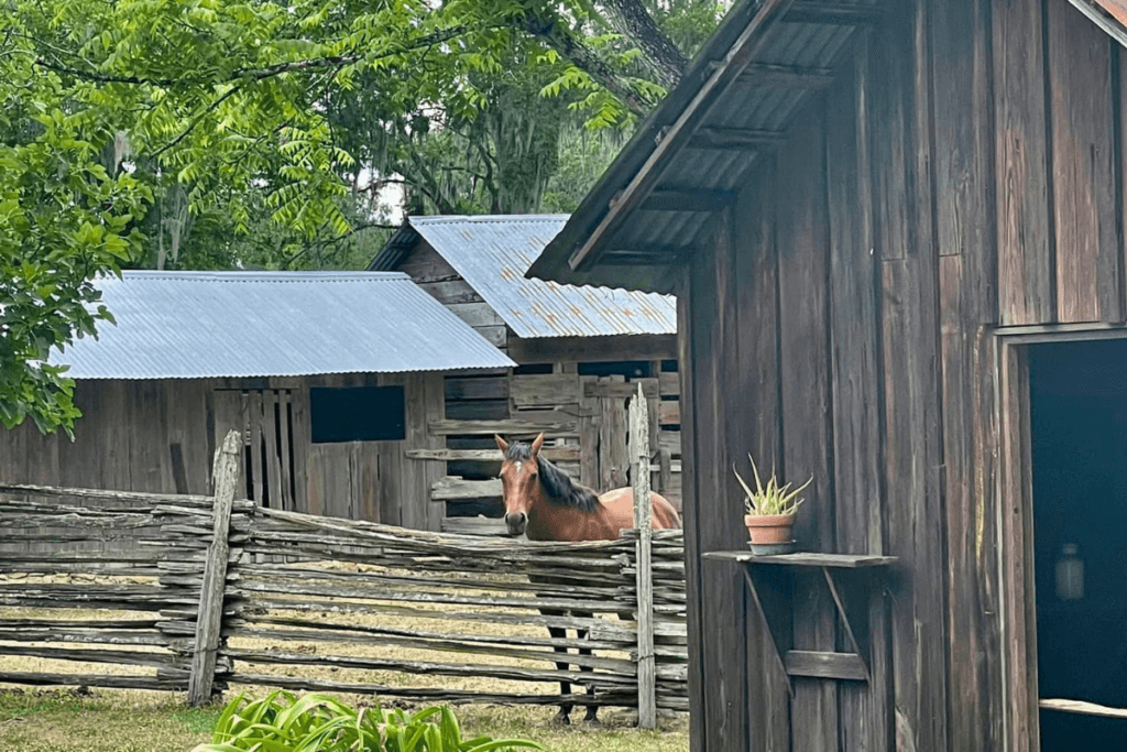 Horse on Dudley Farm in Newberry FL