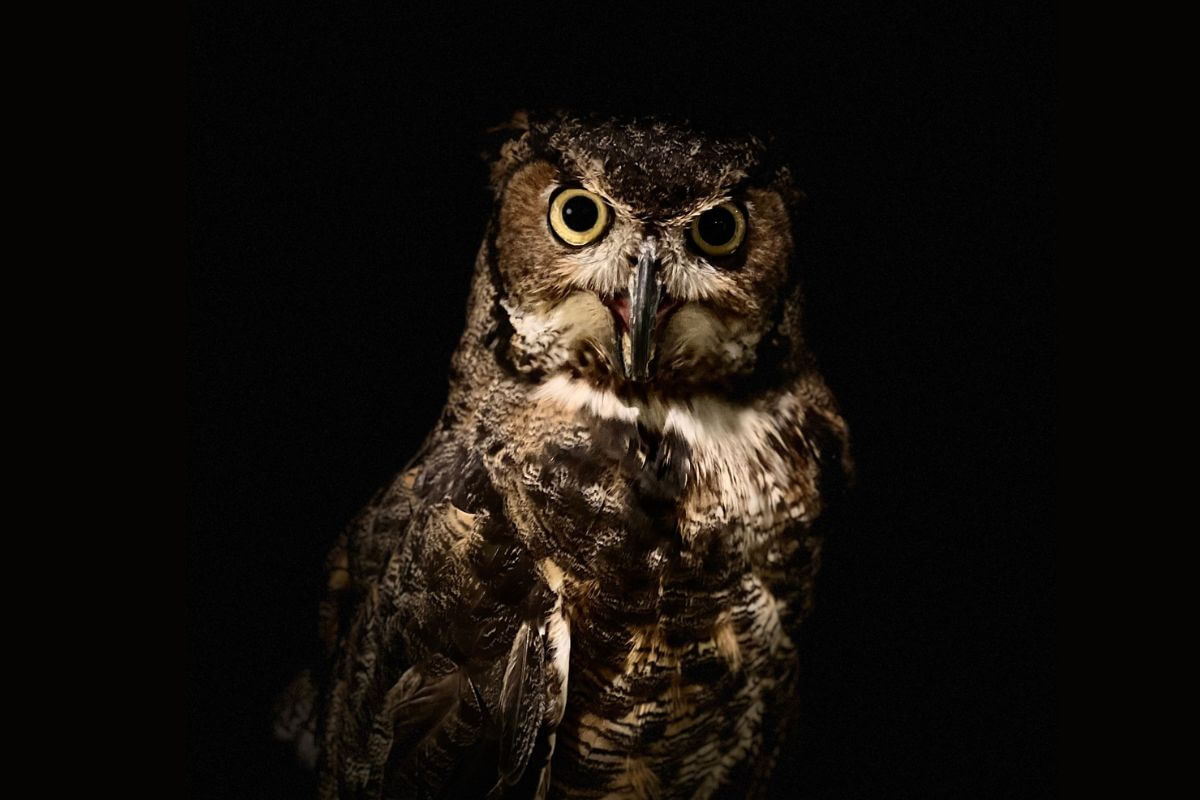 Top 5 Things to Do in Downtown Jacksonville • Authentic Florida