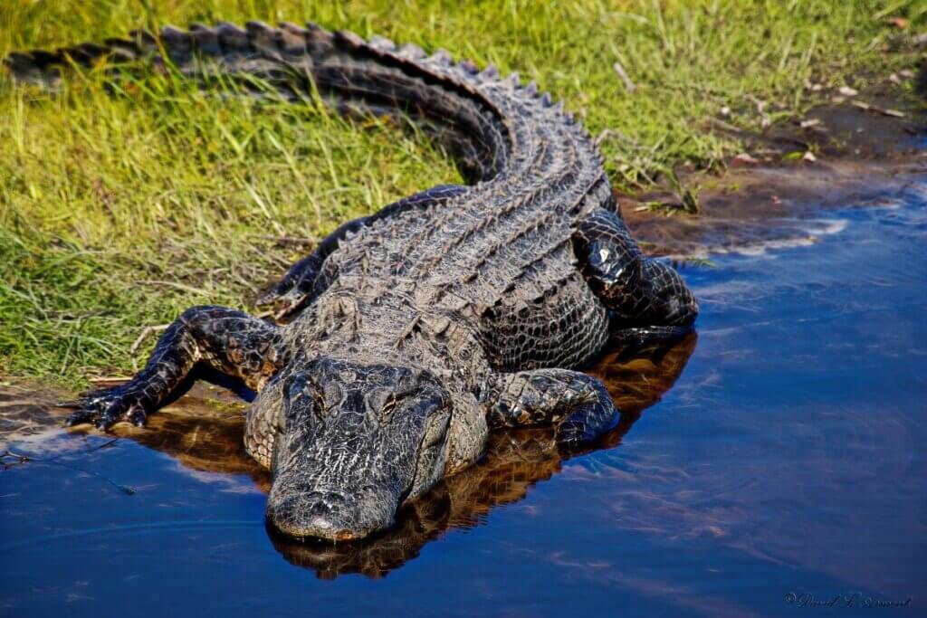 Alligator in the Everglades by David Arment