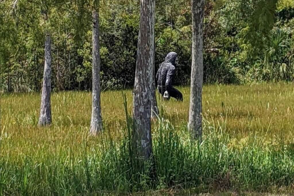 Skunk Ape spotted in Ochopee Florida