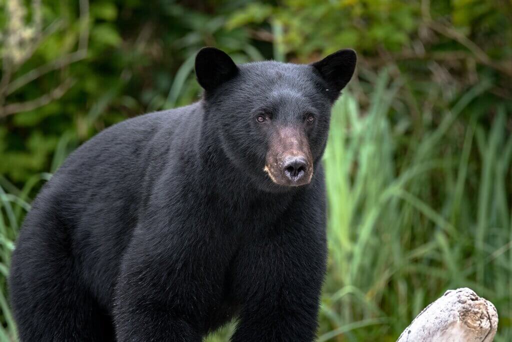 Florida black bear 