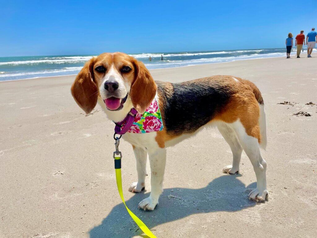 15+ DogFriendly Beaches & Parks in Florida