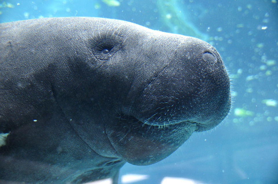 Episode 49 - What are the Best Places to See Manatees in Florida