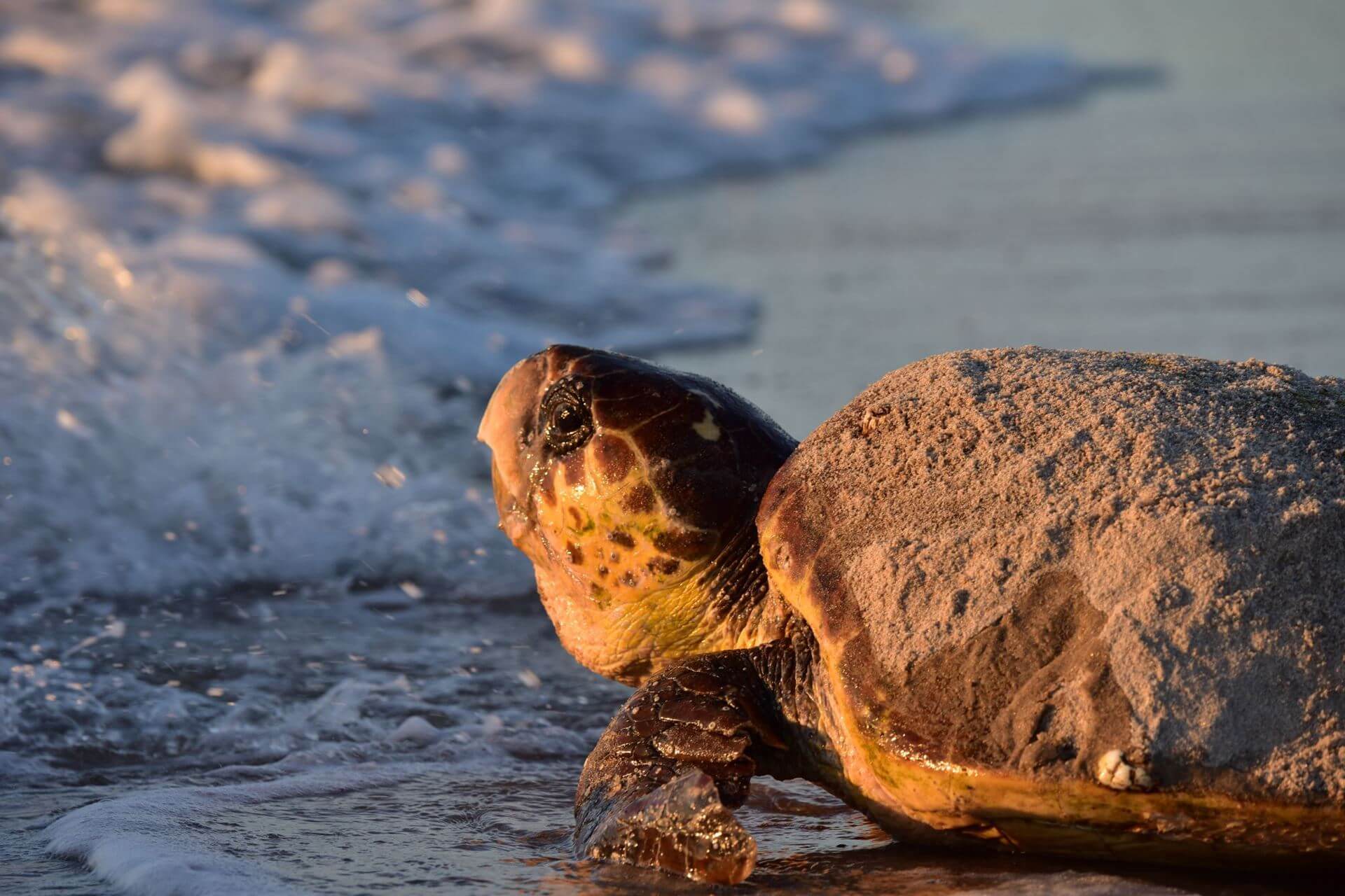 Don't Miss a 2023 Florida Sea Turtle Walk • Authentic Florida