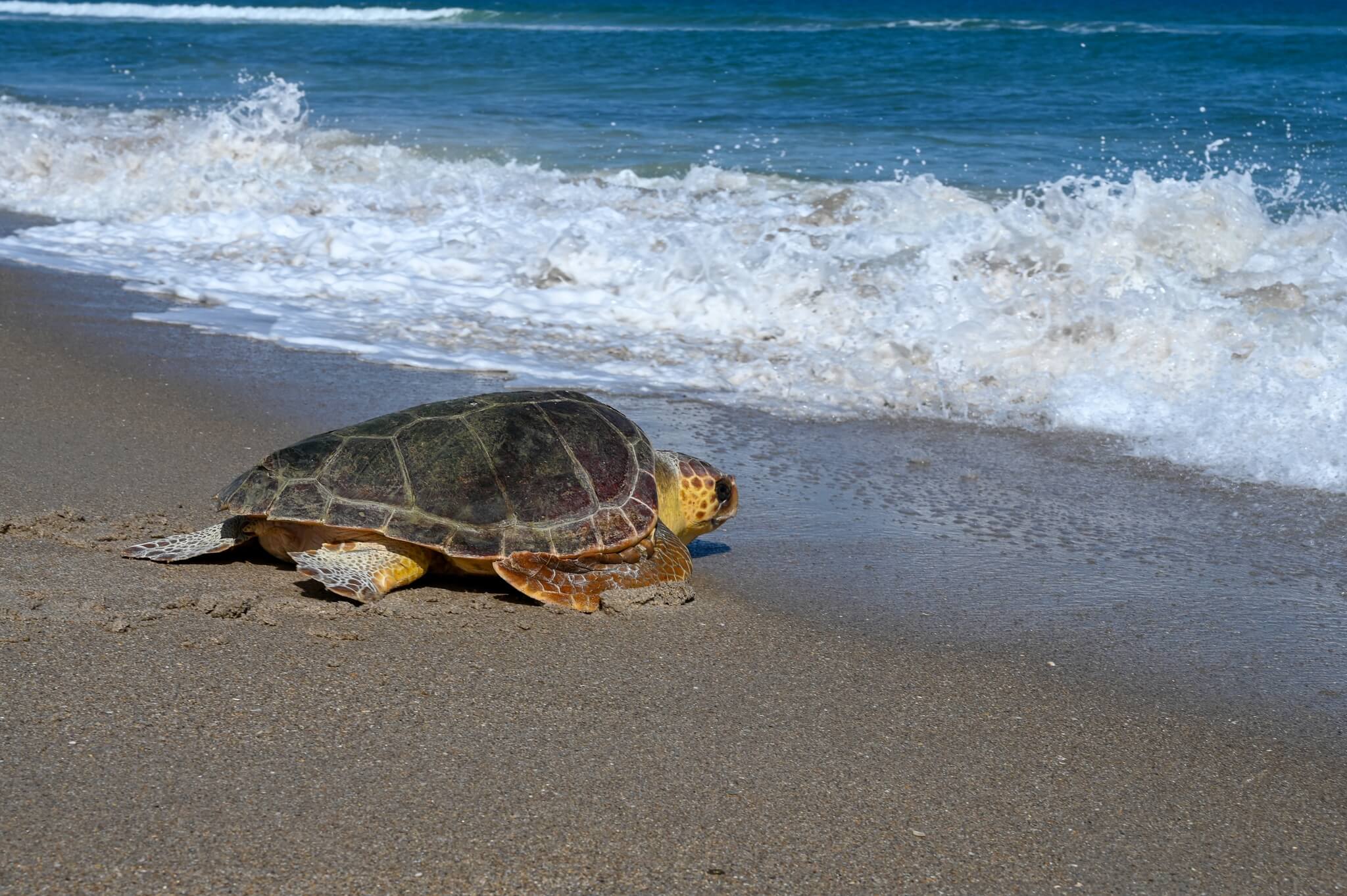 Don't Miss a 2023 Florida Sea Turtle Walk • Authentic Florida