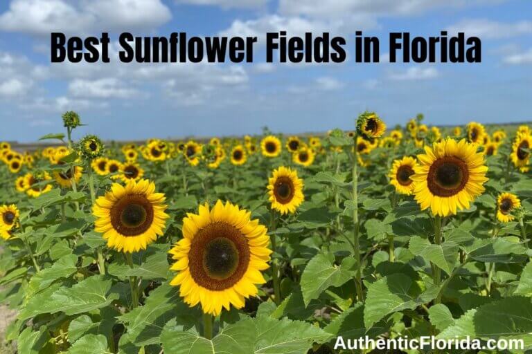 22+ Best Sunflower Fields in Florida • Authentic Florida