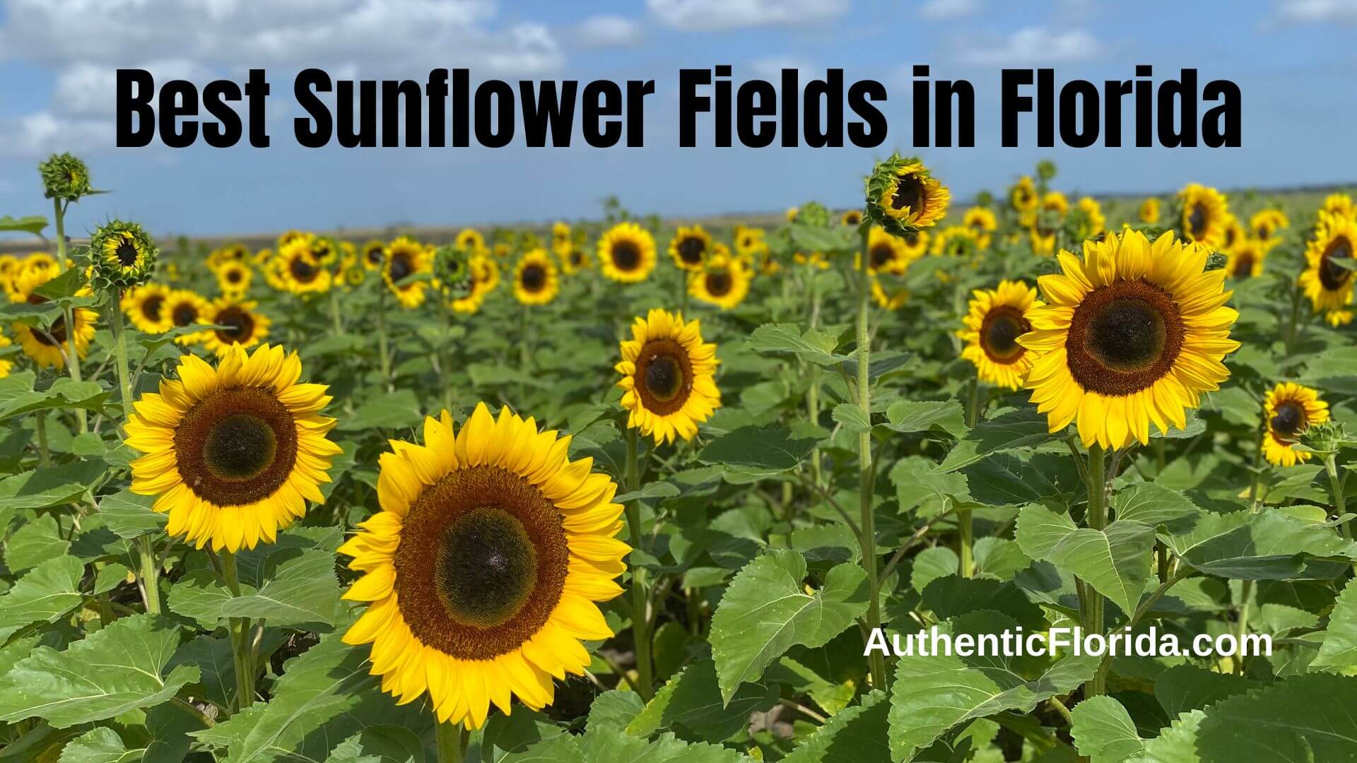 22+ Best Sunflower Fields in Florida • Authentic Florida