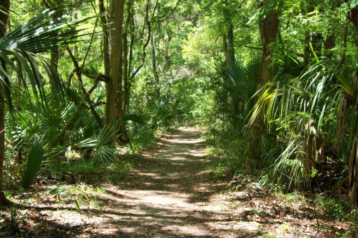 A Road Trip To See Waterfalls In Florida • Authentic Florida