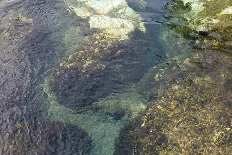 Salt Springs + Nearby Places to Eat, Stay, & Shop