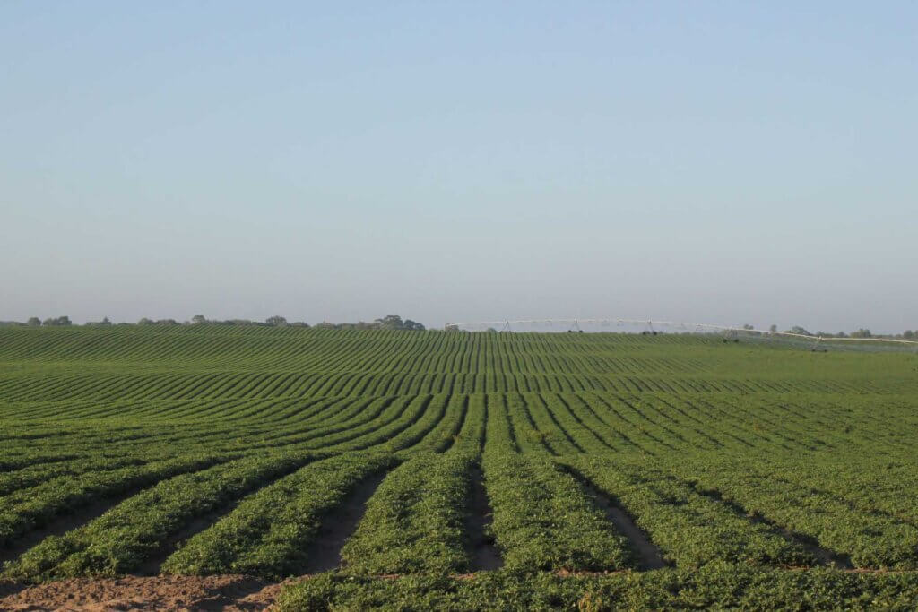 We're "Nuts" About These Peanut Farms In Florida • Authentic Florida