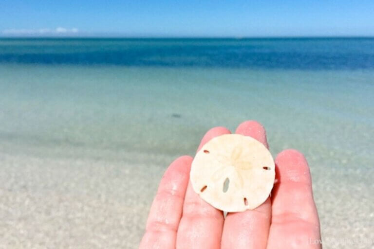 21 Best Places to Find Sand Dollars in Florida • Authentic Florida