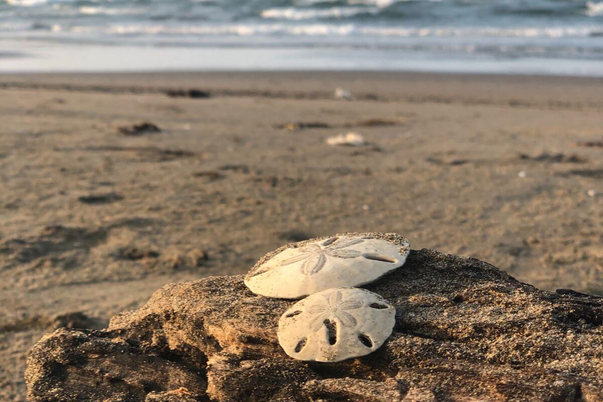 21 Best Places to Find Sand Dollars in Florida • Authentic Florida