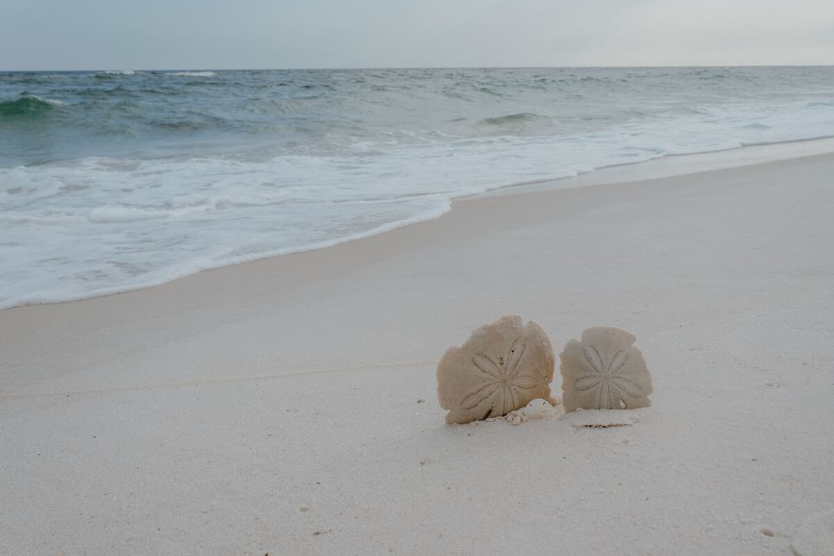 21 Best Places to Find Sand Dollars in Florida • Authentic Florida